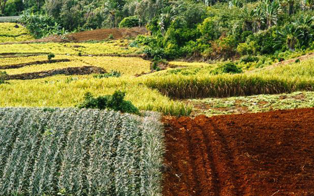 Mauritius | Maurizio Cofini